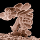 Illustration for article titled Researchers Engineer Kill Switch To Keep GM Bacteria In Check